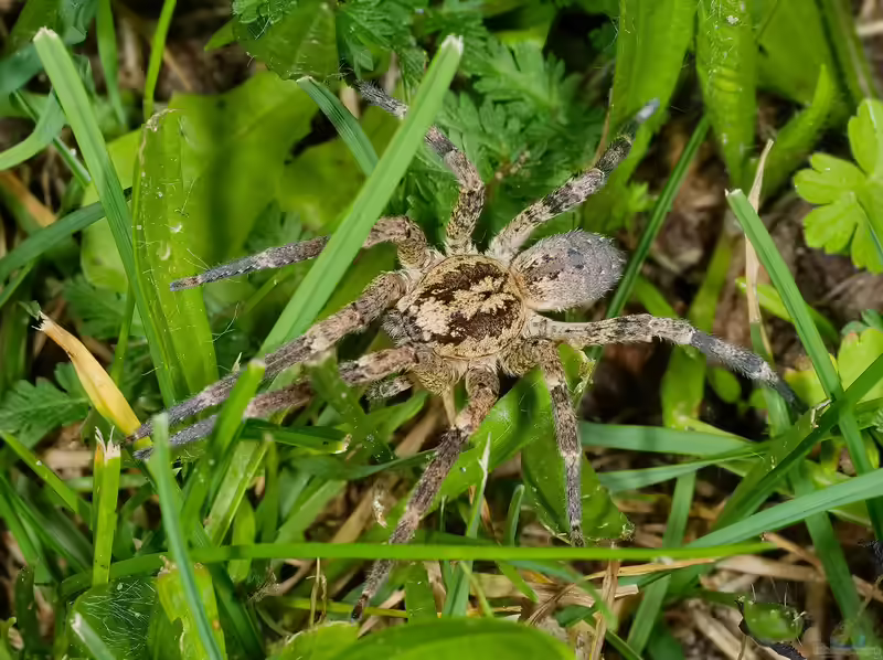 Zoropsis spinimana im Terrarium halten (Einrichtungsbeispiele mit Nosferatu-Spinnen)