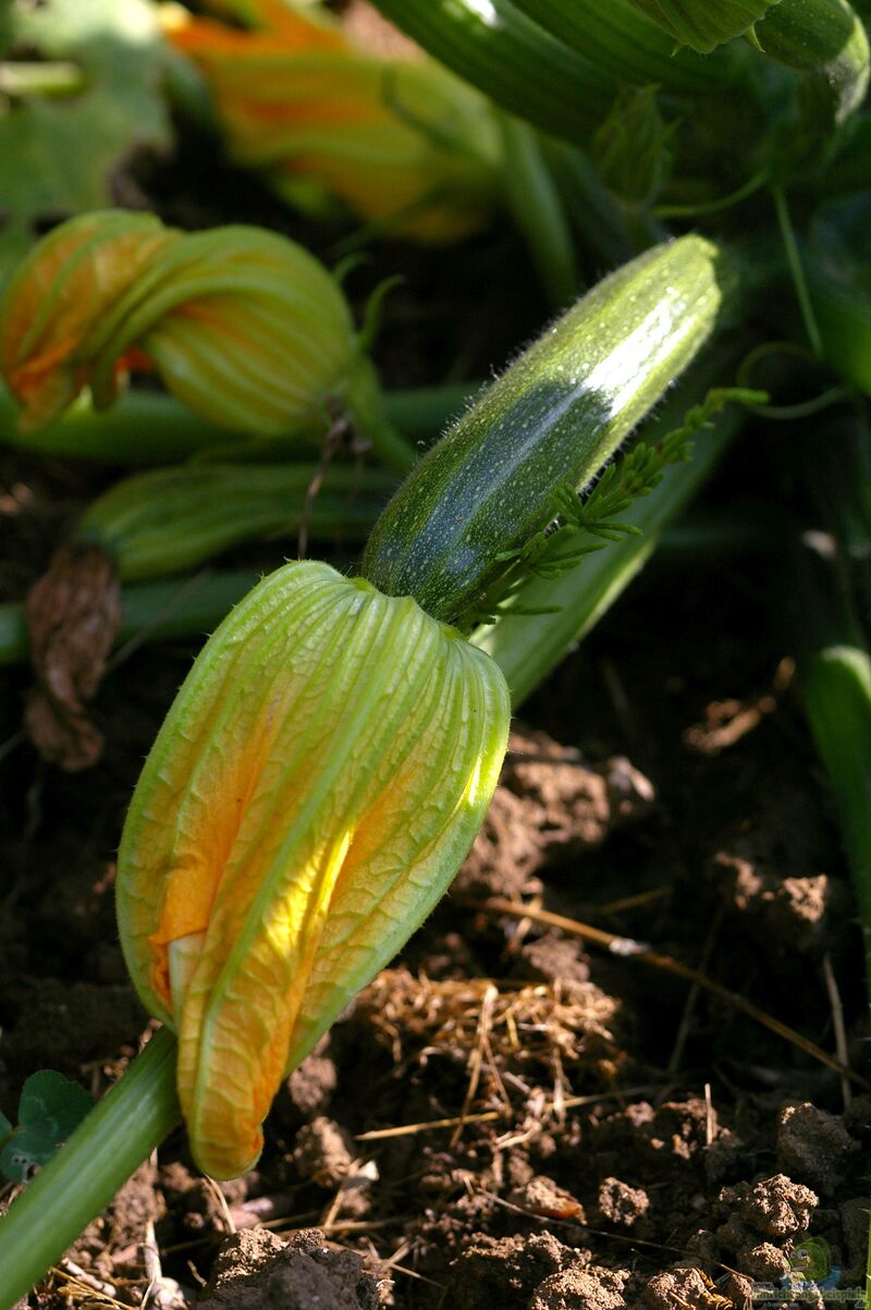 Cucurbita pepo subsp. pepo convar. giromontiina im Garten pflanzen (Einrichtungsbeispiele mit Zucchini)