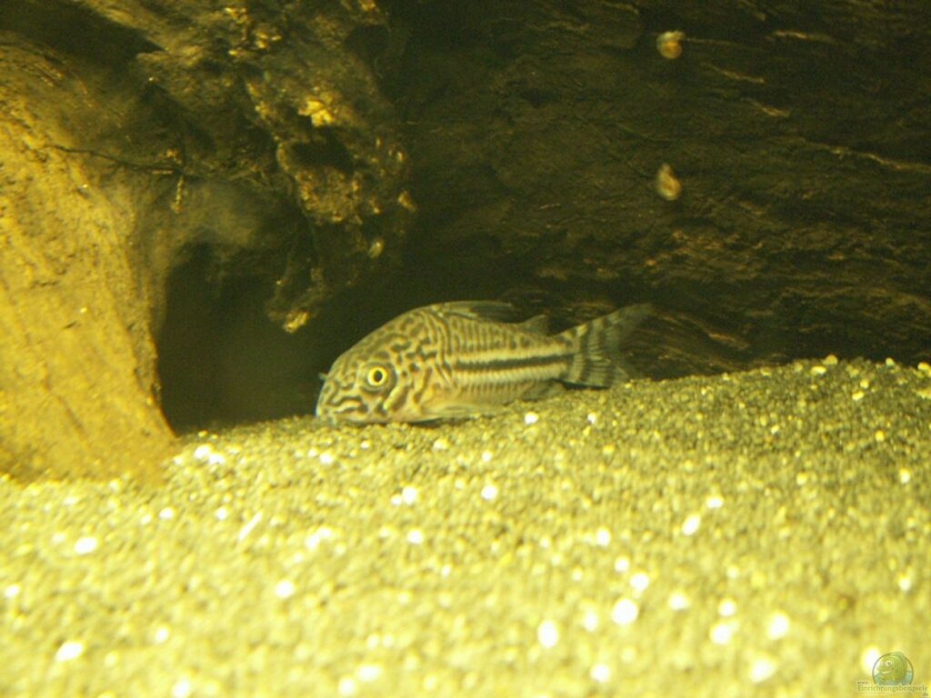 Beispiele für Aquarien mit Panzerwelsen (Corydoras)