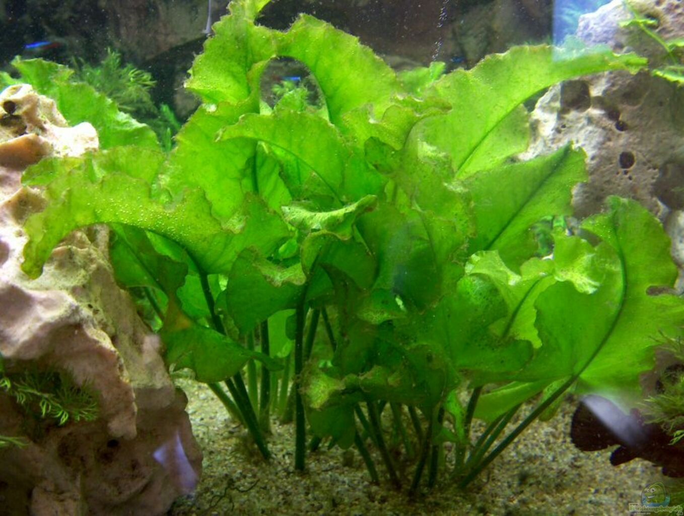 nuphar lutea aquarium