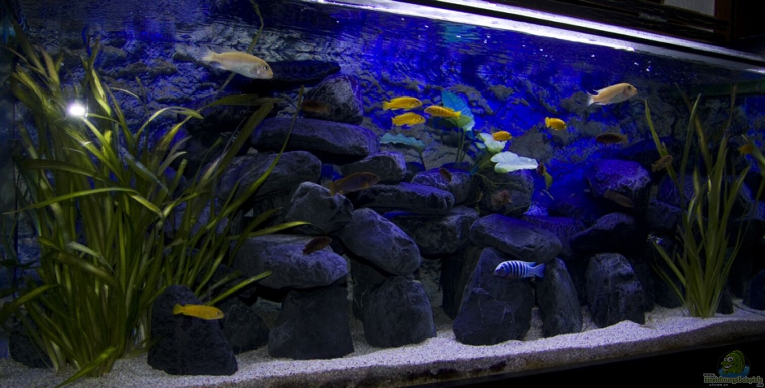 Aquarium von Jo: Malawibecken 300L