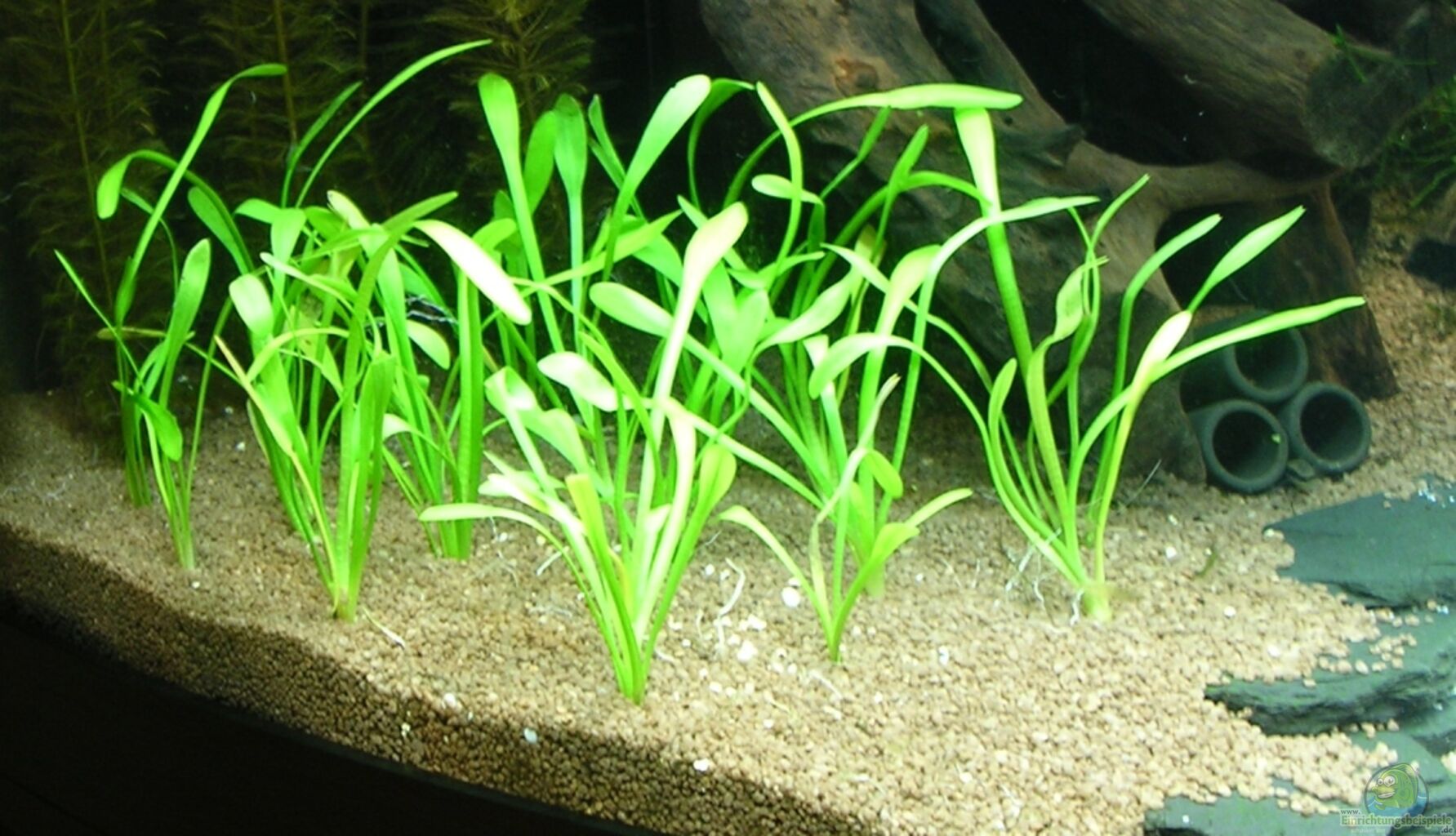 Жестколистные аквариумные растения с фото