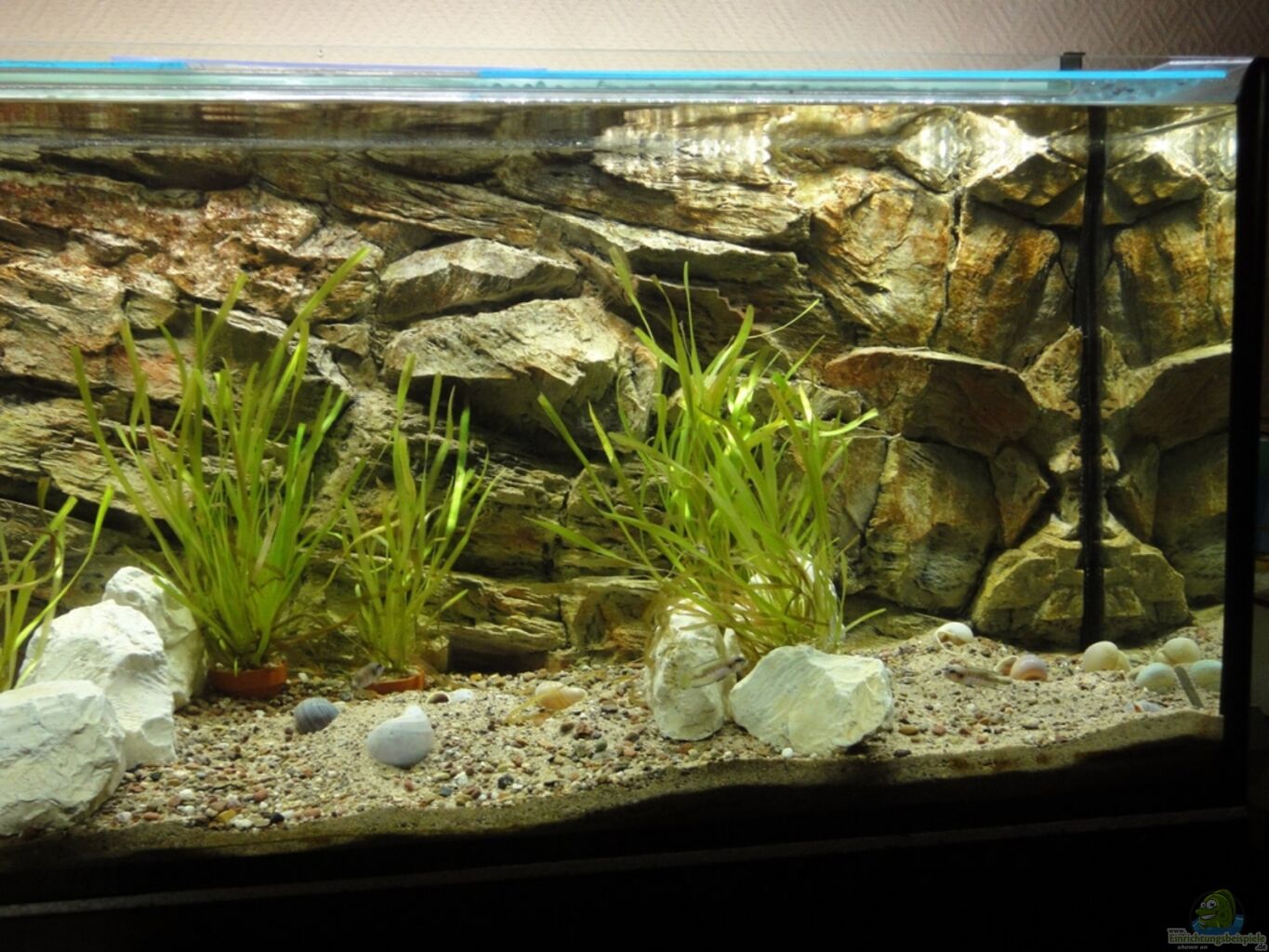 Aquarium Besatz 240l