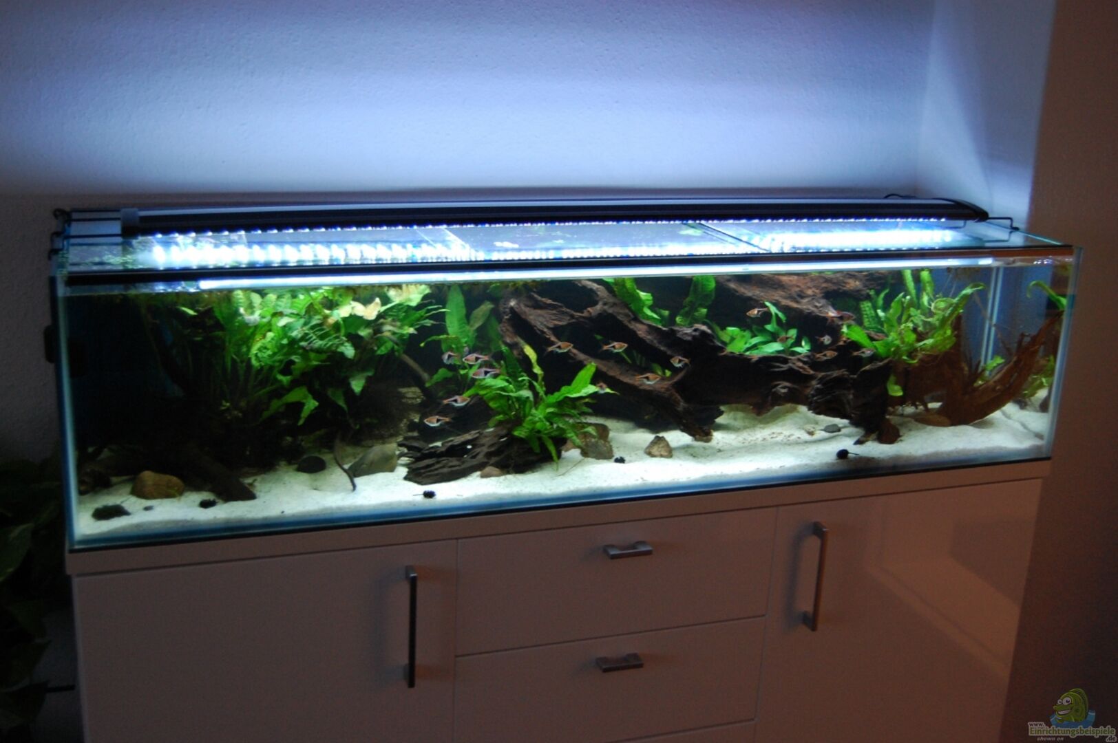 Aquarium 130cm Südostasiatischer Bachlauf aus 130cm Südostasiatischer