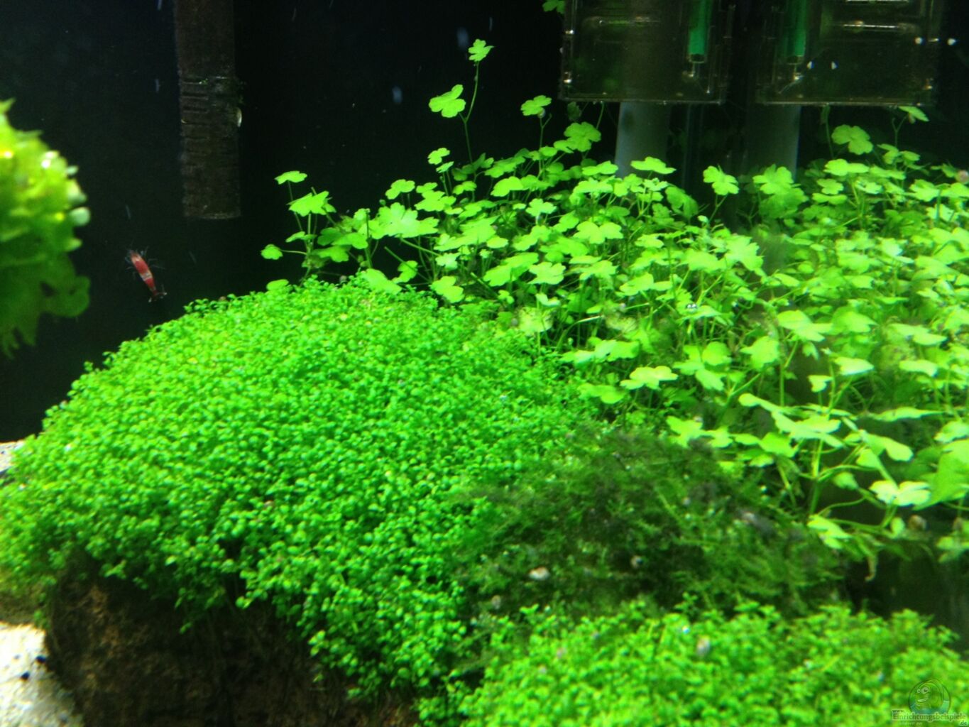 Example No From The Category Aquascaping