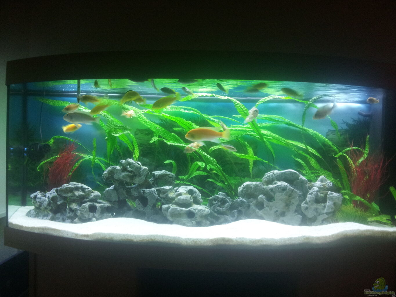 Aquarium von Tobias: Malawibecken 450l