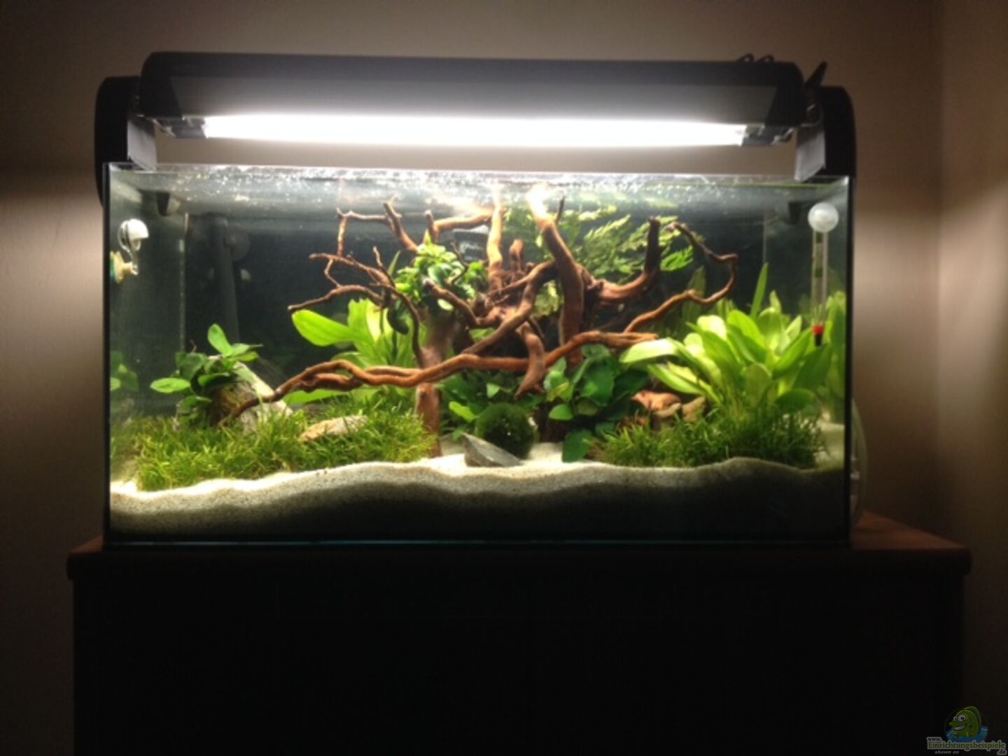 60L Aquascape aus 60 L Aquascape von Daniel25