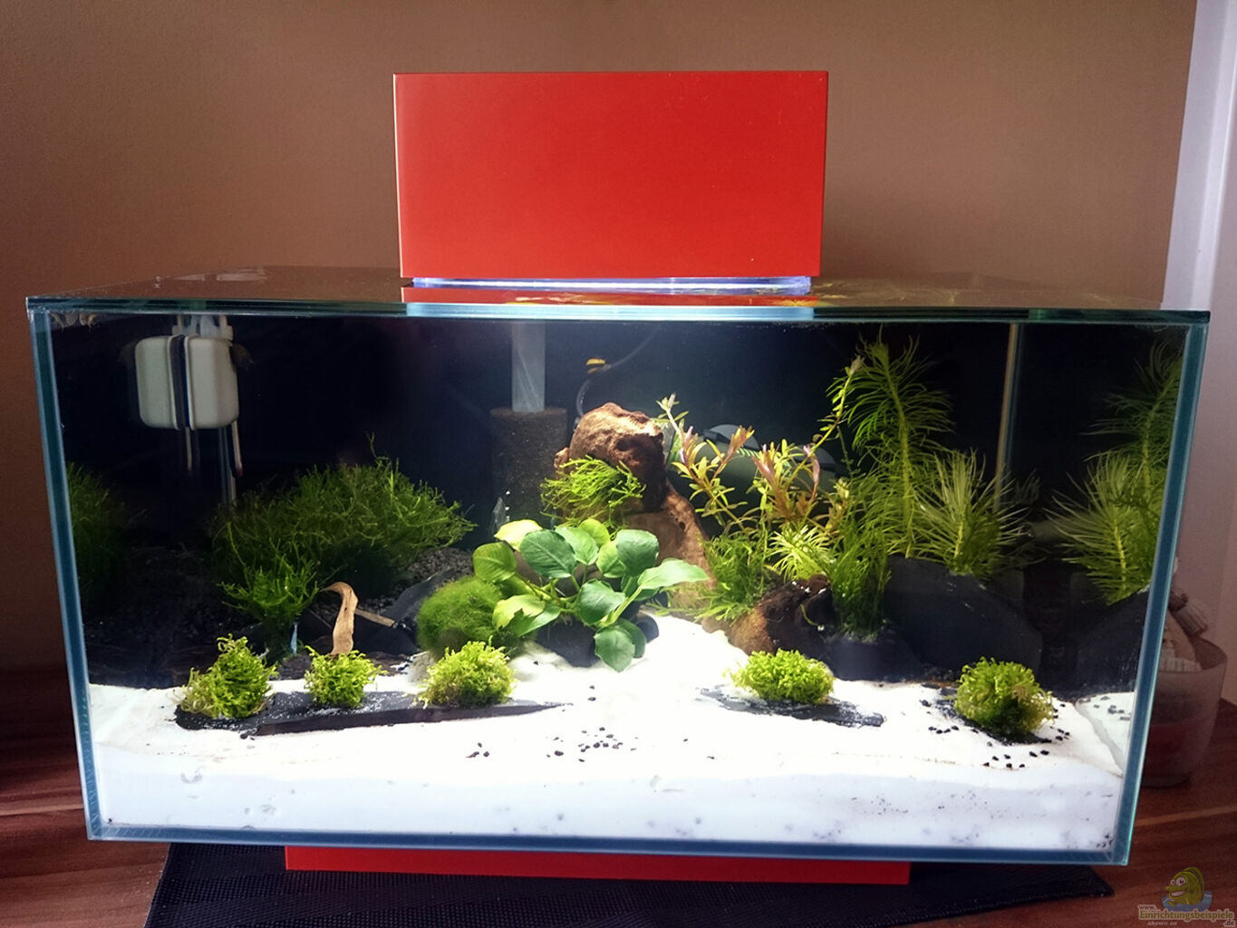 Aquarium von Fabian G: Fluval Edge 2