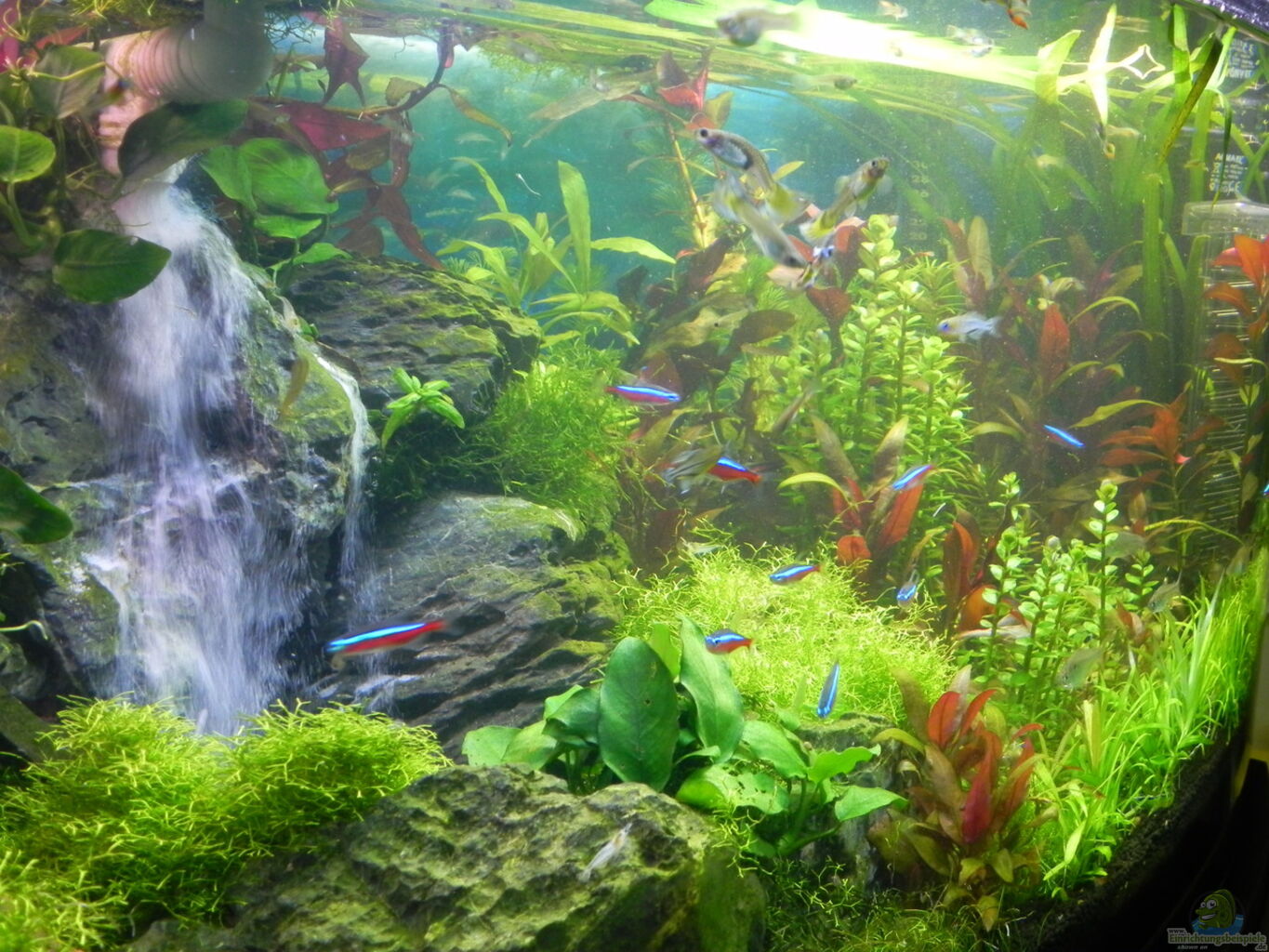 Aquarium von Stefan Nibel: Becken 30905