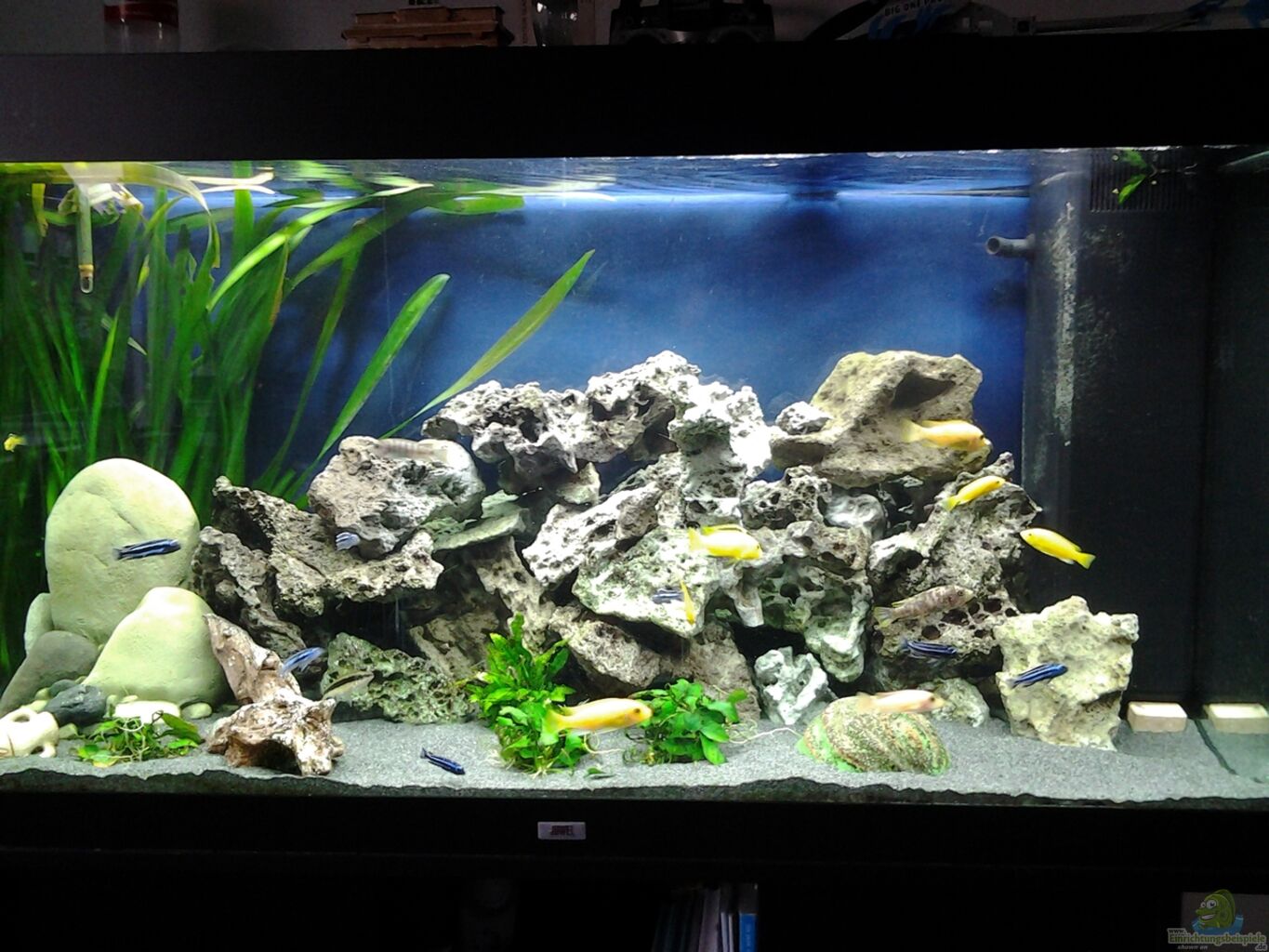 Aquarium von Sascha56: Malawi Aqaurium - 350 L