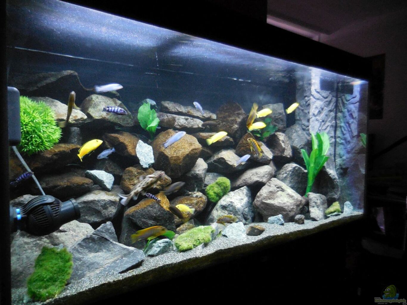 Aquarium Kevin`s Malawibecken aus Kevin`s Malawibecken von Kevin Leonhard