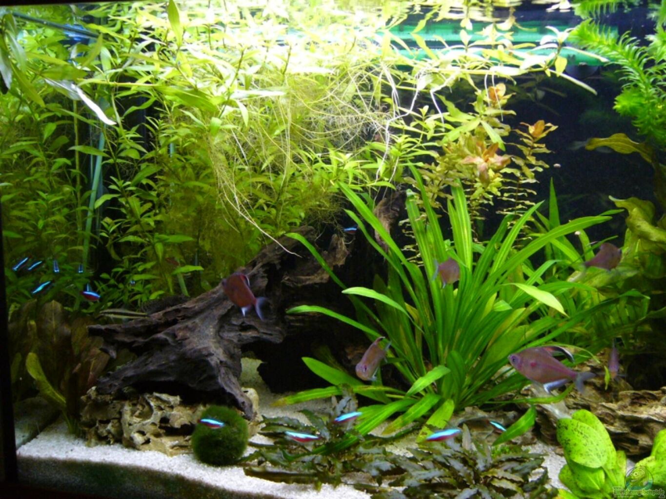 Mp Aquarium 100x40x50