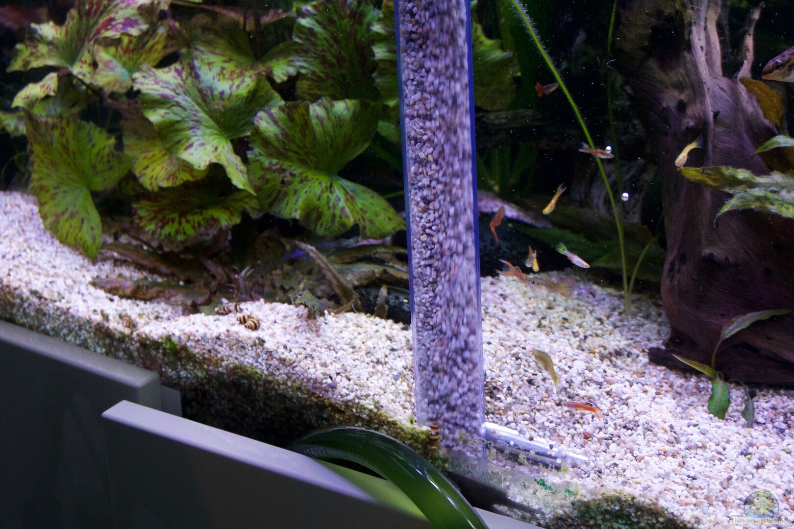 Mulmsauger fürs Aquarium – Ein unverzichtbares Werkzeug für die