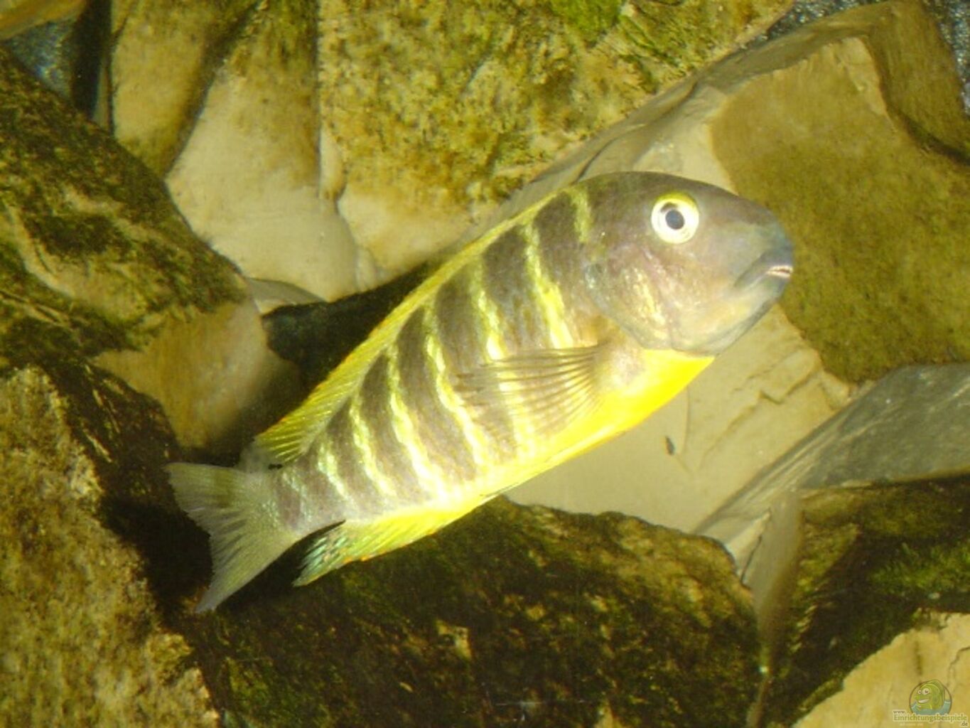 Example No 781 From The Category Lake Tanganyika