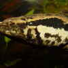Userbild von Snakehead