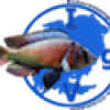 Userbild von tonisafricancichlids