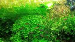 Video Lecker Artemia von odin 68 (R9085Eanius)