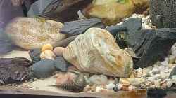 Video Gastromyzon blue fin von okefenokee (S1bn04rUcmo)