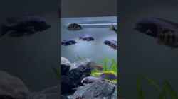 Video Placidochromis Gissel Streitereien von StephanEic (kMZfBR3zTP0)