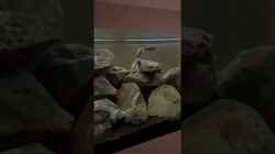 Video Synodontis Njassae von StephanEic (soBWFpz706Q)