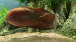 Video Geophagus von JonnyGranato (wqQCDBm-6vo)