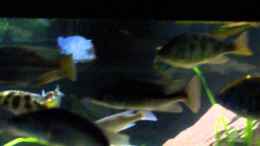 Video Looping Multipunctatus :-) von Wesermalawi (JnSTsRxguXk)